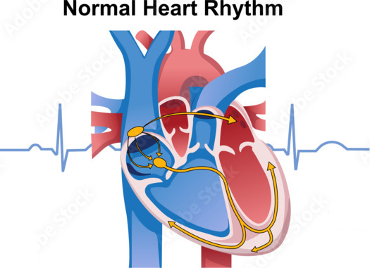 Cardiac Electrophysiology
