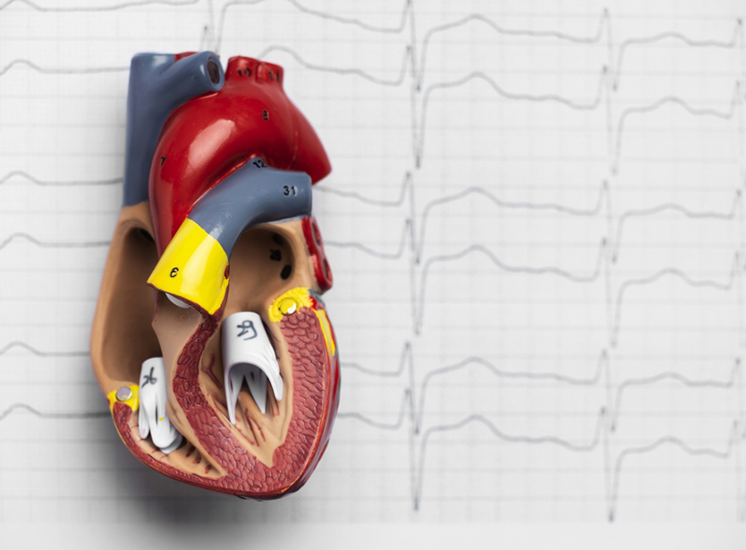 The heart